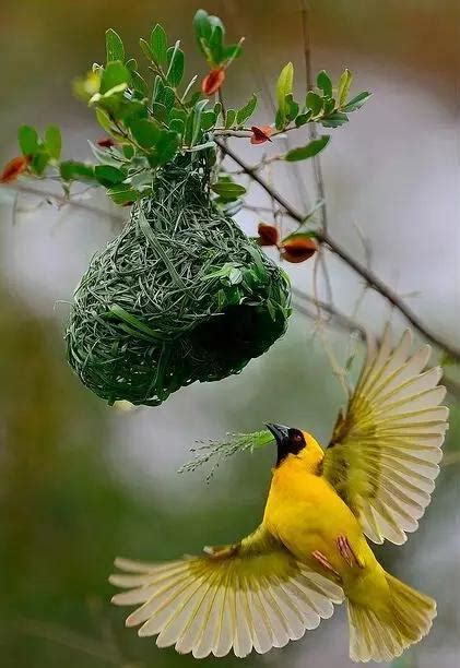 鳥 來 家裡 築 巢